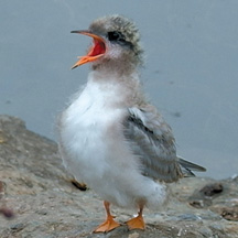 Arctic Terns