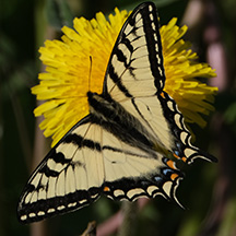 Watch butterflies