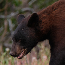 Bears on the road